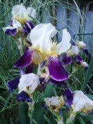 Irys bródkowy (Iris germanica) sadzonka kłącza w donicy 2 letnia