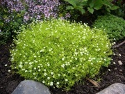 Karmnik Ościsty (Sagina subulata) żółty aurea