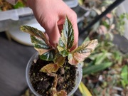 Begonia Ginny galaxy 