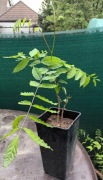 Glicynia wisteria sadzonka ok. 3-letnia 40cm 