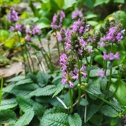 Czyściec gęstokwiatowy / Stachys monieri Zwerg