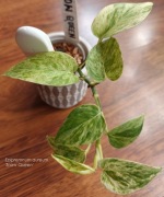 Epipremnum aureum 'Snow Queen' 