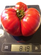 Aussie pomidor kolekcjonerski