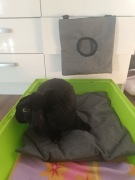 Paśnik i Materacyk z materiałów impregnowanych dla Królików