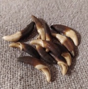 Naturalny ząb kieł amulet beż brąz 