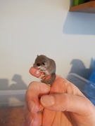 Popielice afrykańskie 9 sztuk wymiana