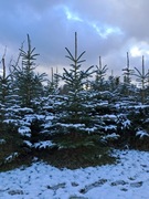 Sprzedam swierki na choinki.Wielkosci od doniczkowych do 3m.