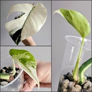 Monstera Jungle Mint ukorzenionia pędówka z nowym szczytem w hydro