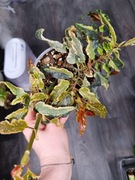 Begonia dainty spray sport 