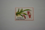Antigua i Barbuda Sw 1340** storczyki /ms/