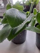 sadzonka mięty cytrynowej