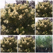 Żóły oleander o pieknych kwiatach 