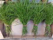 Jagodzina wianki dekoracje