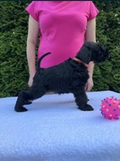 Sznaucer Miniaturowy Czarny