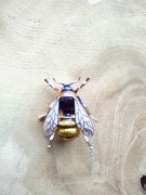 Pszczoła broszka pasieka sprzęt akcesoria pasieczny pszczelarskie 