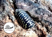 Armadillidium maculatum yellow 10 szt isopody 