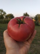 Malinowy Gigant pomidor kolekcjonerski