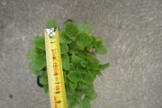 Melisa lekarska (Melissa officinalis) -sadzonka