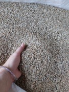 Żyto 25kg zanęta,  karma, pasza ,czyszczone 