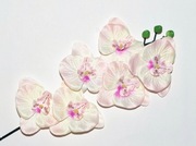 Storczyk Phalaenopsis – Pudrowy Róż – Subtelne Piękno