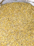 Sprzedam owies           .