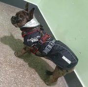 Trixie Explore kurteczka dla psa S