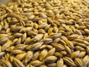 Jęczmień, zboże, karma dla zwierząt 