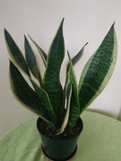 Sansewieria superba, wężownica duża 40cm