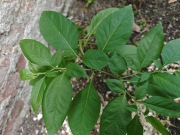 Atropa belladonna Pokrzyk wilcza jagoda sadzonka w doniczce