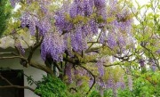Wisteria  Glicynia japońska sadzonki