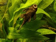 Glonojad zbrojnik 4 sztuki