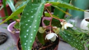 Begonia koralowa maculata Tamaya Albopicta