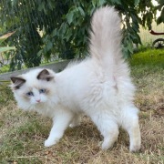 Ragdoll kot kocurek kotek FPL