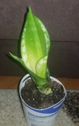 Sansevieria Silver flame sansewieria