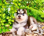 Siberian Husky rodowód ZKwP FCI piesek suczka 