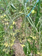 Pomidor Geranium Kiss kolekcjonerskie nasiona