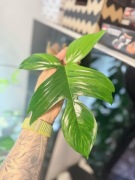 Philodendron filodendron florida beauty cięta sadzonka