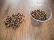 Pszczoła murarka ogrodowa kokony pakiet 350 szt. TANIO