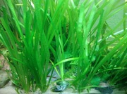 Roślinka do akwarium nurzaniec śrubowy, valisneria 