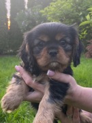 Cavalier King Charles spaniel FCI 