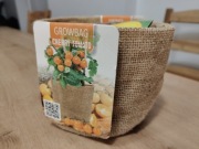 zestaw do samodzielnej uprawy żółtych pomidorów w jutowym worku