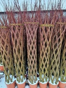 Wierzba Pleciona Kraków 180 cm Piękna 