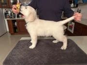 Golden Retriever FCI szczeniaki