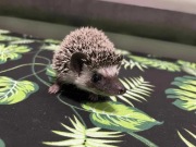 Jeż pigmejski Samiczka - mała śpiocha i przytulanka