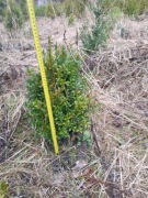 Bukszpan strzyżony na kule i zwykły z gruntu 