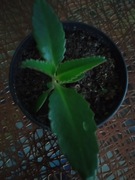 Żyworódka Daigremonta roślina w doniczce p9 wysokość rośliny 5cm