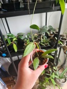 Hoya gracilis ukorzeniona