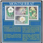 kwiaty NOCY MONTSERRAT 1977