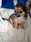 Rodowodowa   Unikatowa Długowłosa Chihuahua  