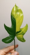 Philodendron Florida Beauty sadzonka cięta